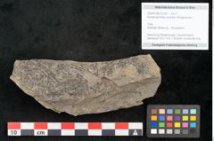 Foto (Objekt + Etikett) von Hymenophyllites australis Ettingshausen (NHMW-GEO-2024-0188-10338)